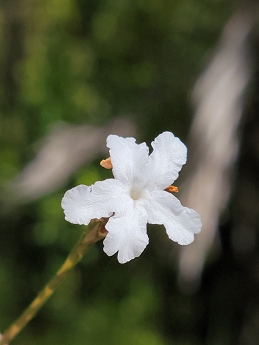 Image of Elytraria caroliniensis by (c) Jay Horn, some rights reserved (CC BY)