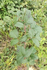 Rubus hirtus