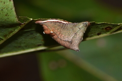 Parasa chloris
