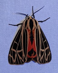 Apantesis parthenice