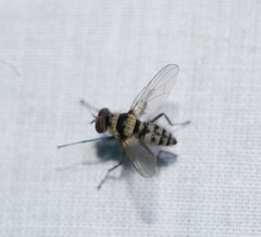 Anthomyia vicarians
