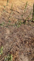 Ambrosia acanthicarpa