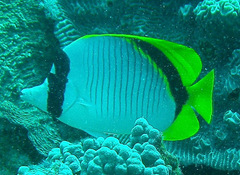 Chaetodon lineolatus