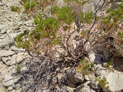 Peucephyllum schottii
