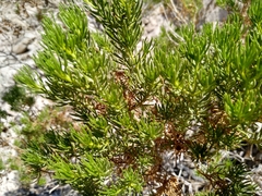 Peucephyllum schottii