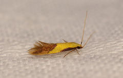 Opogona protodoxa