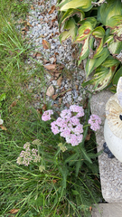 Achillea millefolium