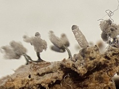 Arcyria cinerea