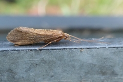 Trichoptera