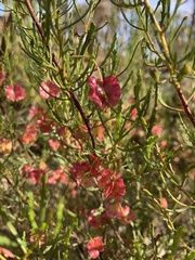 Dodonaea lobulata