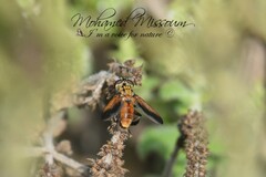 Trichopoda pictipennis