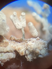 Arcyria cinerea