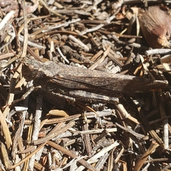 Trimerotropis verruculata