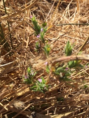 Epilobium densiflorum