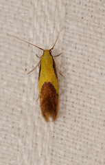 Opogona protodoxa