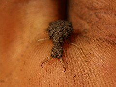 Myrmeleon formicarius