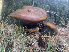 Phaeolus schweinitzii