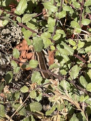 Plestiodon skiltonianus