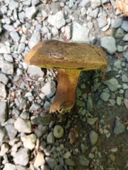 Cyanoboletus