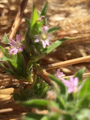Epilobium densiflorum