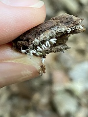 Arcyria cinerea