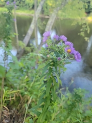 Symphyotrichum novae-angliae