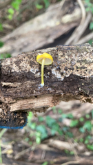 Pluteus chrysophlebius