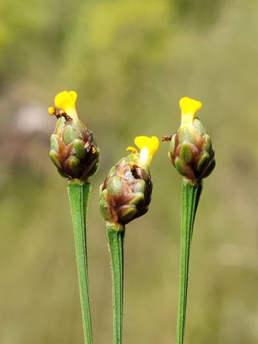 Image of Xyris calcicola by (c) Jay Horn, some rights reserved (CC BY)