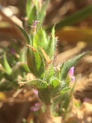 Epilobium densiflorum