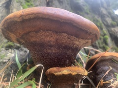 Phaeolus schweinitzii