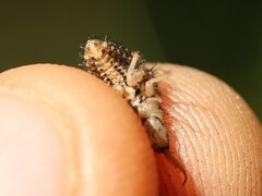 Myrmeleon formicarius