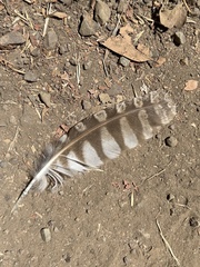 Megascops kennicottii