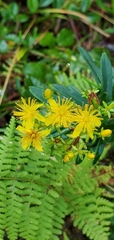 Hypericum densiflorum