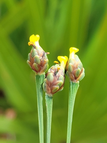 Image of Xyris calcicola by (c) Jay Horn, some rights reserved (CC BY)