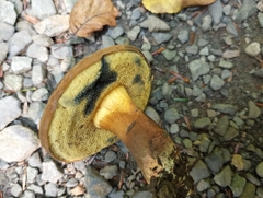 Cyanoboletus
