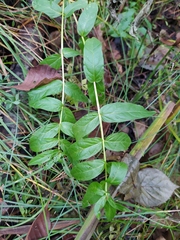 Scutellaria galericulata