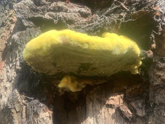 Phaeolus schweinitzii