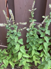 Mentha suaveolens