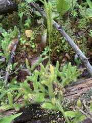 Lycopodium clavatum