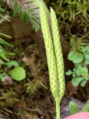 Lycopodium clavatum