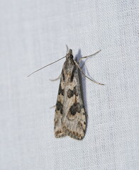 Nomophila corticalis