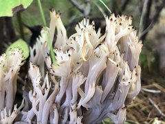 Hydnaceae