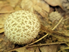Lycoperdon curtisii