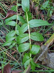 Scutellaria galericulata