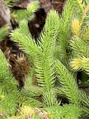 Lycopodium clavatum
