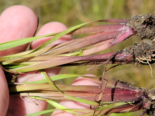 Image of Xyris calcicola by (c) Jay Horn, some rights reserved (CC BY)