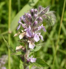 Teucrium canadense
