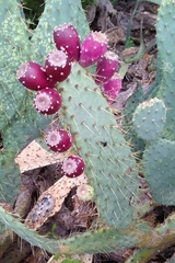 Opuntia lindheimeri