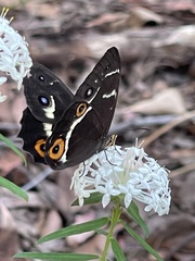 Tisiphone abeona morrisi