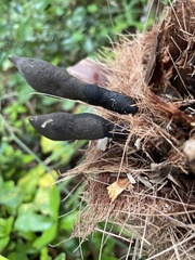 Xylaria longipes